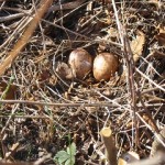 Woodcock Eggs