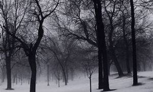 Winter Trees: How to tell your ash from a pole in the ground @ The Historic Prairie House